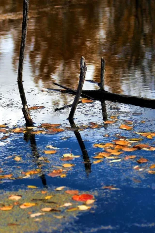 вода, листья, деревья