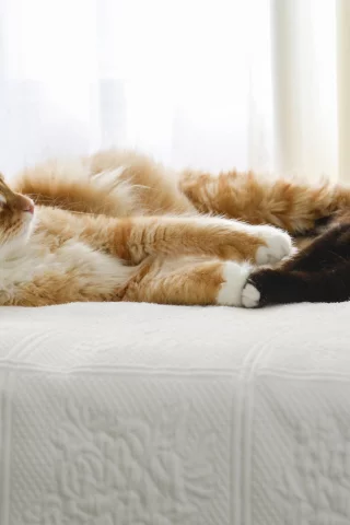 коты, двое, лежат