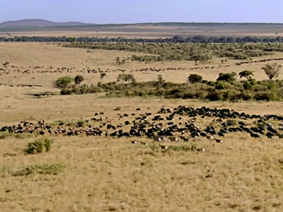 bbc, природа, саванна, стада, антилопы