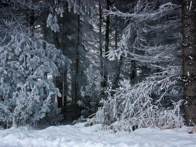зима, лес, снег, природа