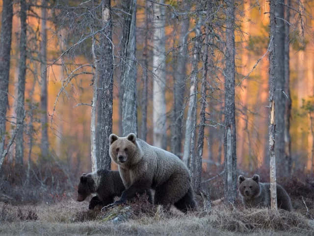 лес, деревья, медведи