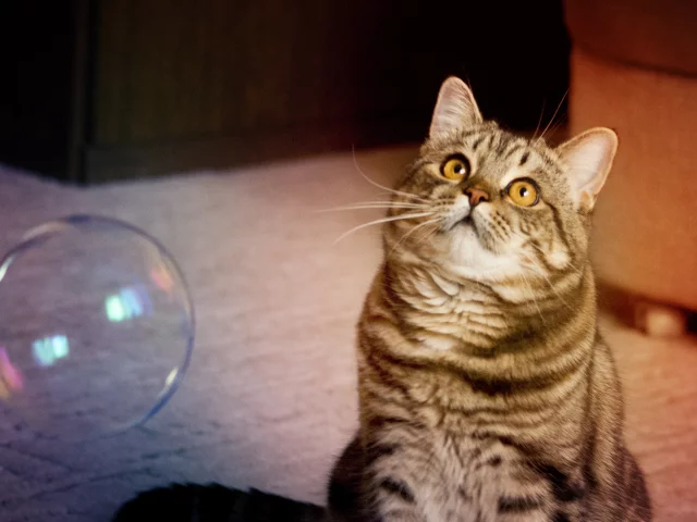 кот, взгляд, усы
