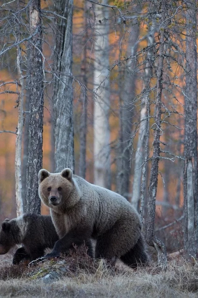 лес, деревья, медведи