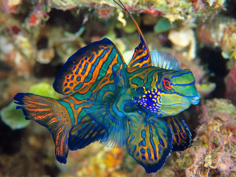 fish, nature, beauty