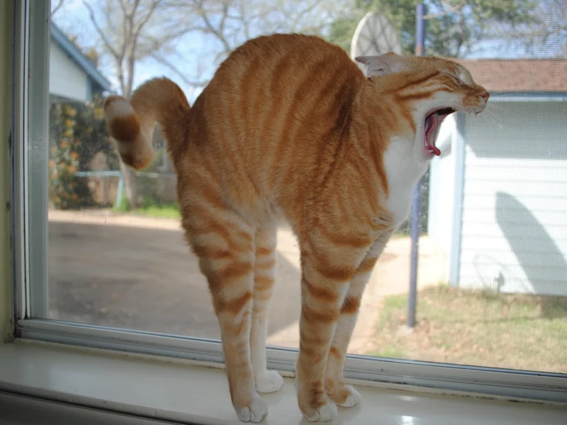 кошка, подоконник