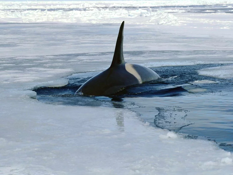 косатка, лёд, вода