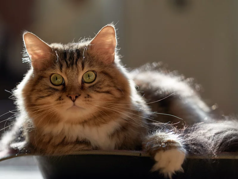 кот, взгляд, усы