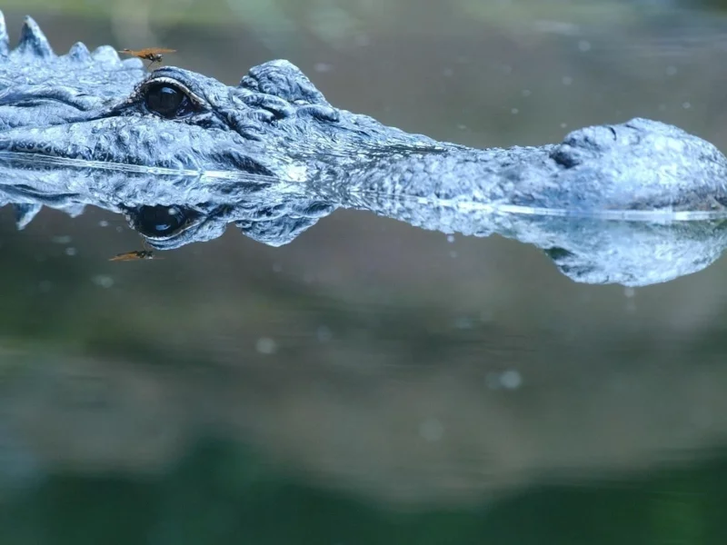 аллигатор, водоём