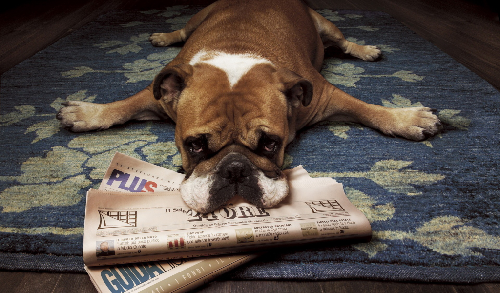 собака, газета, лежит