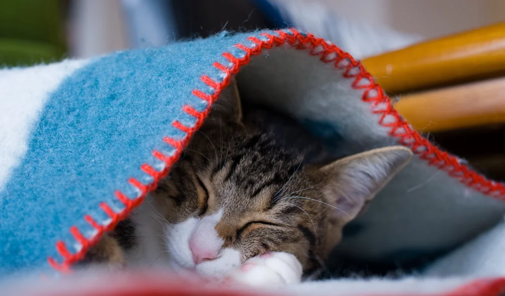 котенок, спит