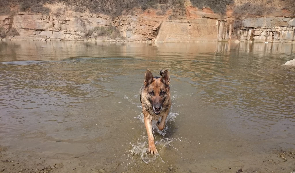 собака, вода