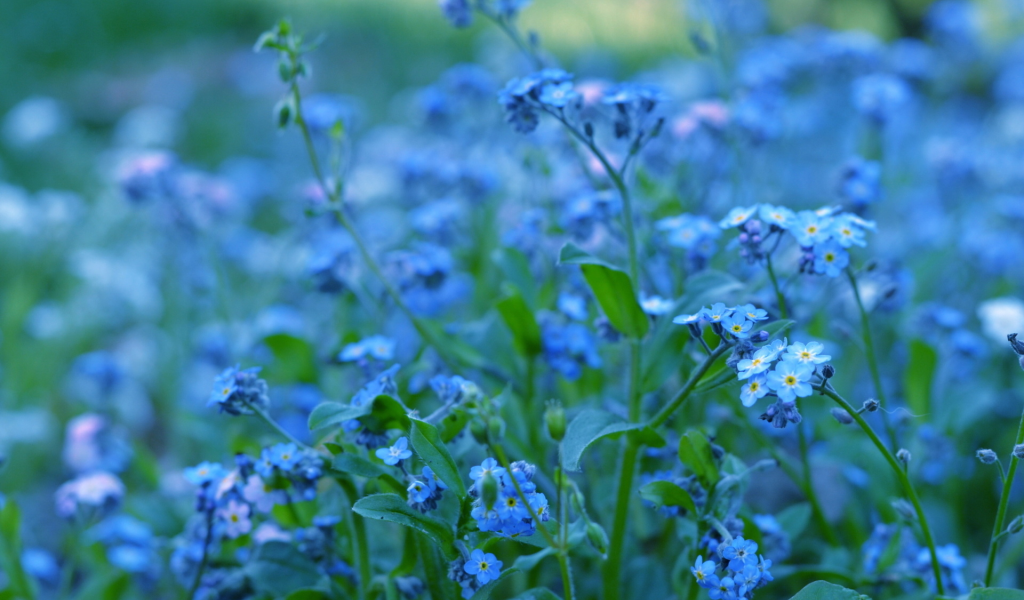 цветы, синие, пролески