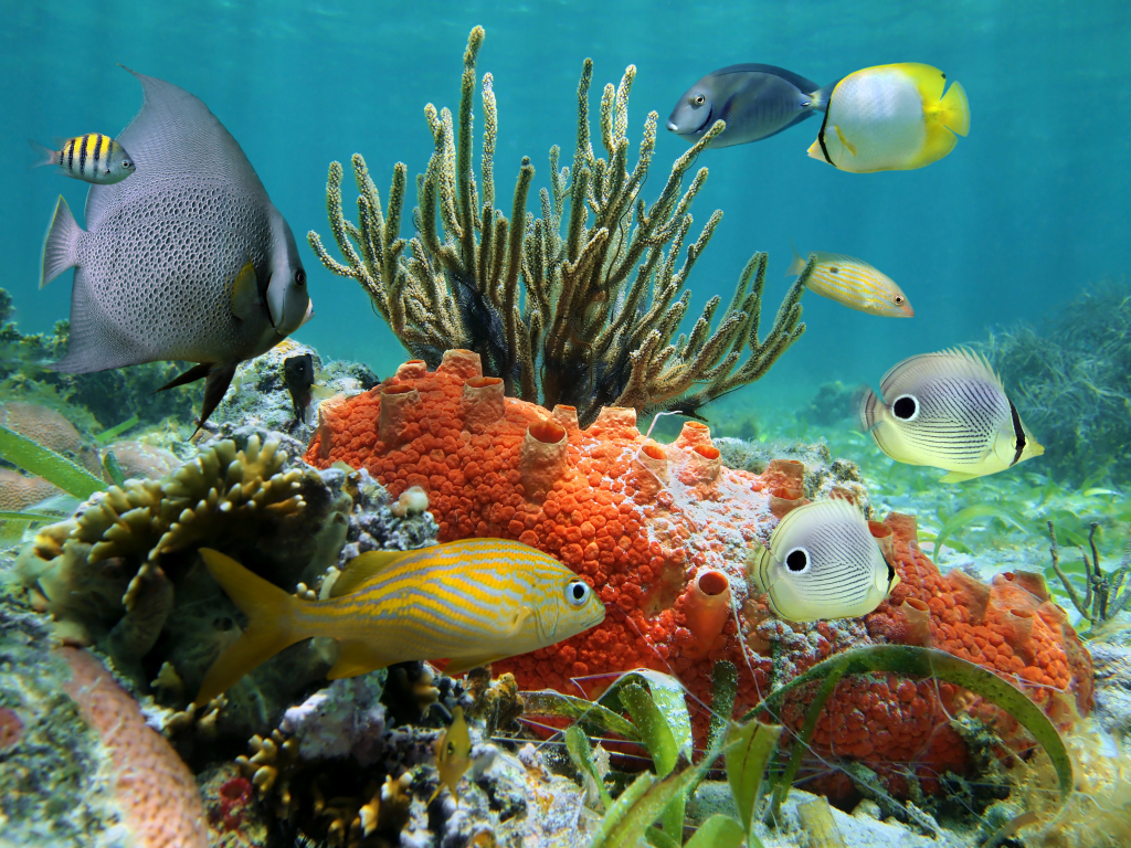 подводный мир, рыбы