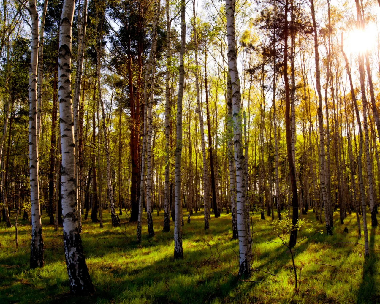 лес, деревья, день