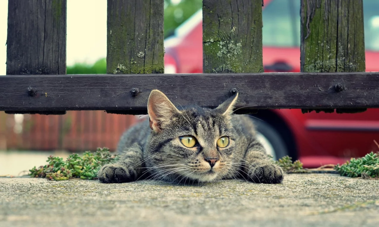 кошка, под забором
