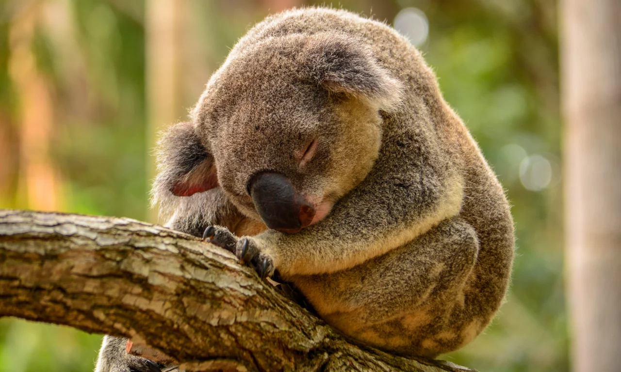 коала, дерево