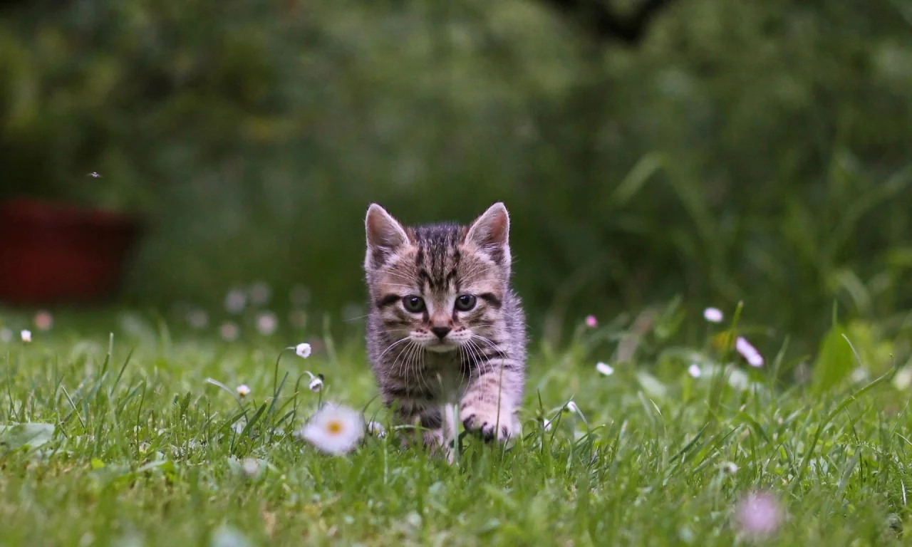 котёнок, природа, трава