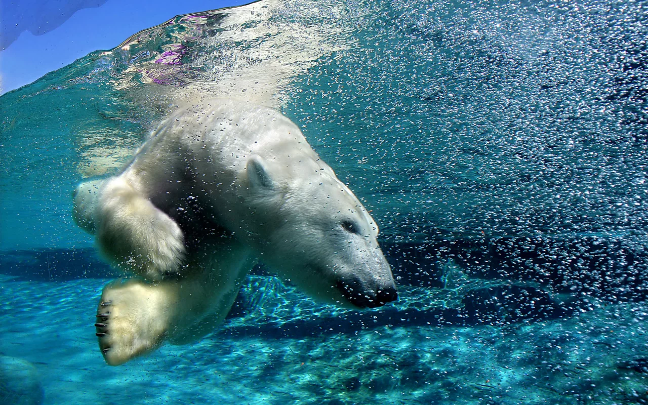 белый медведь, вода