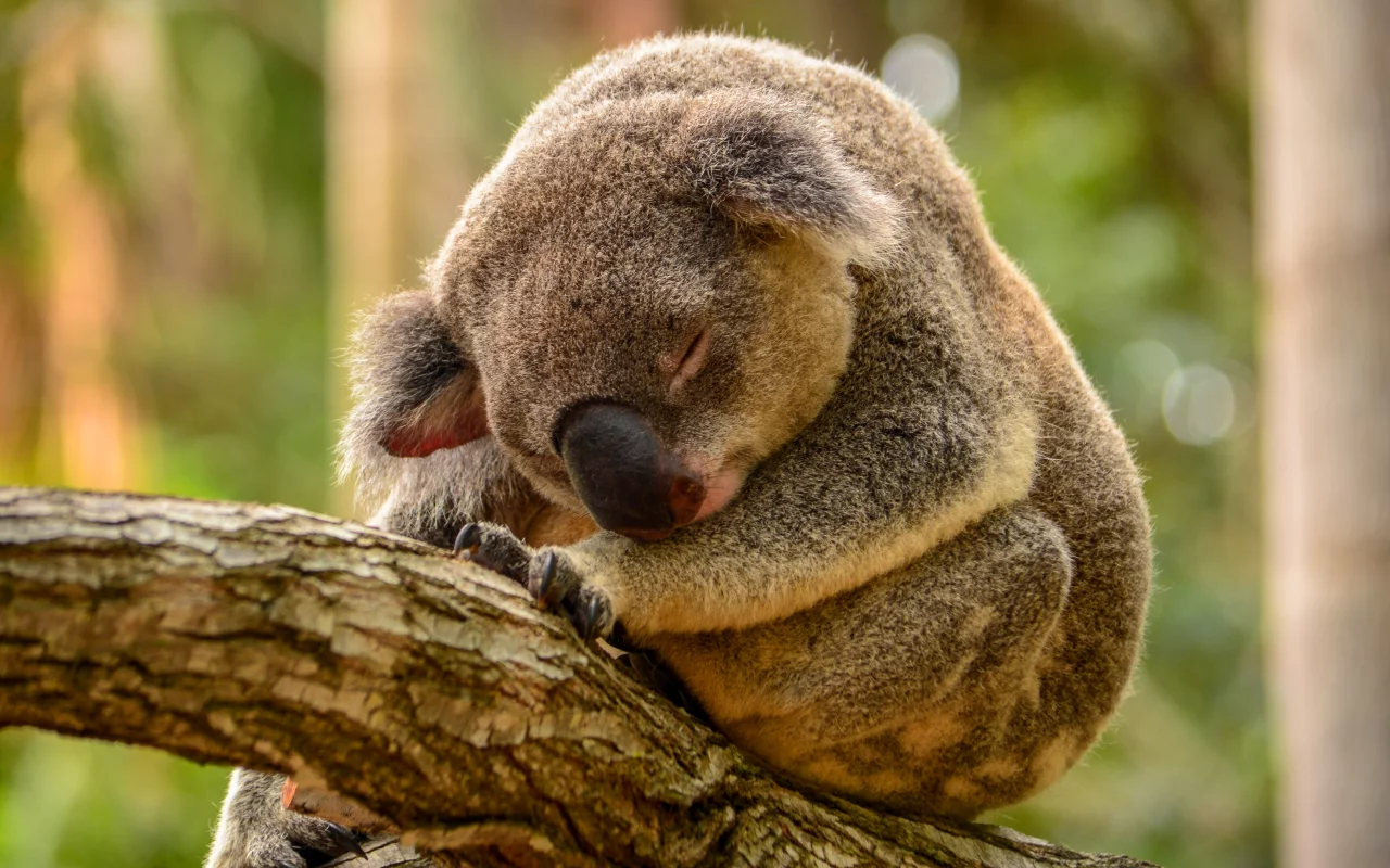коала, дерево