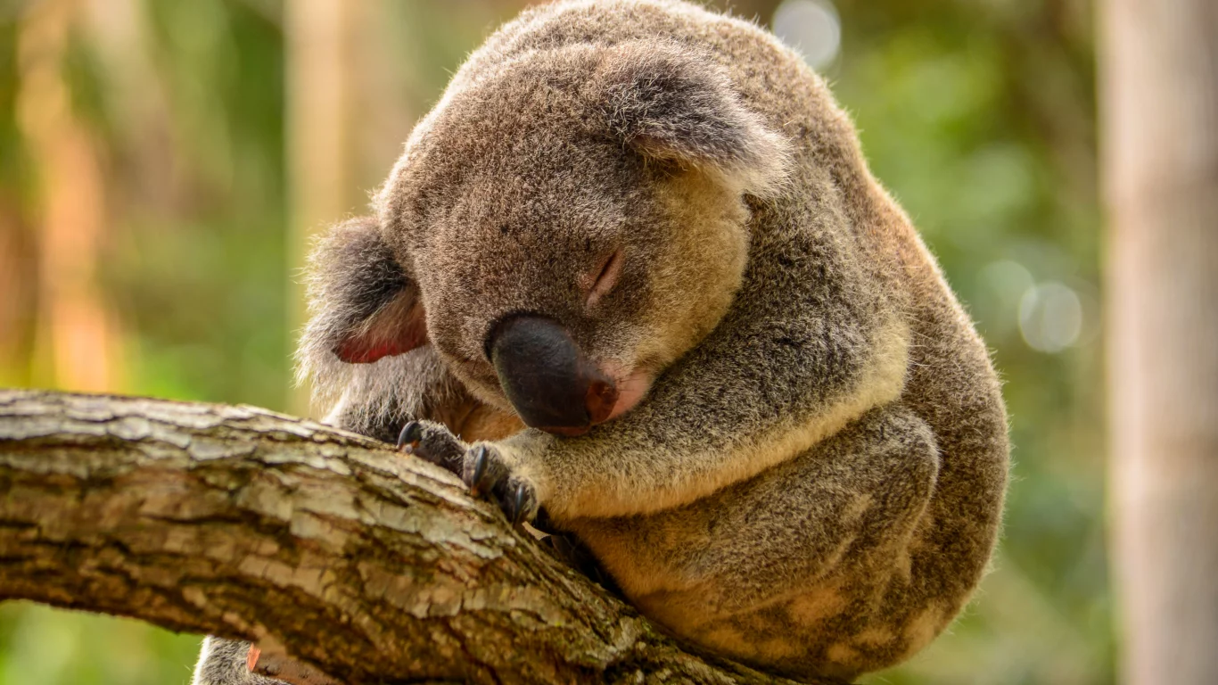 коала, дерево