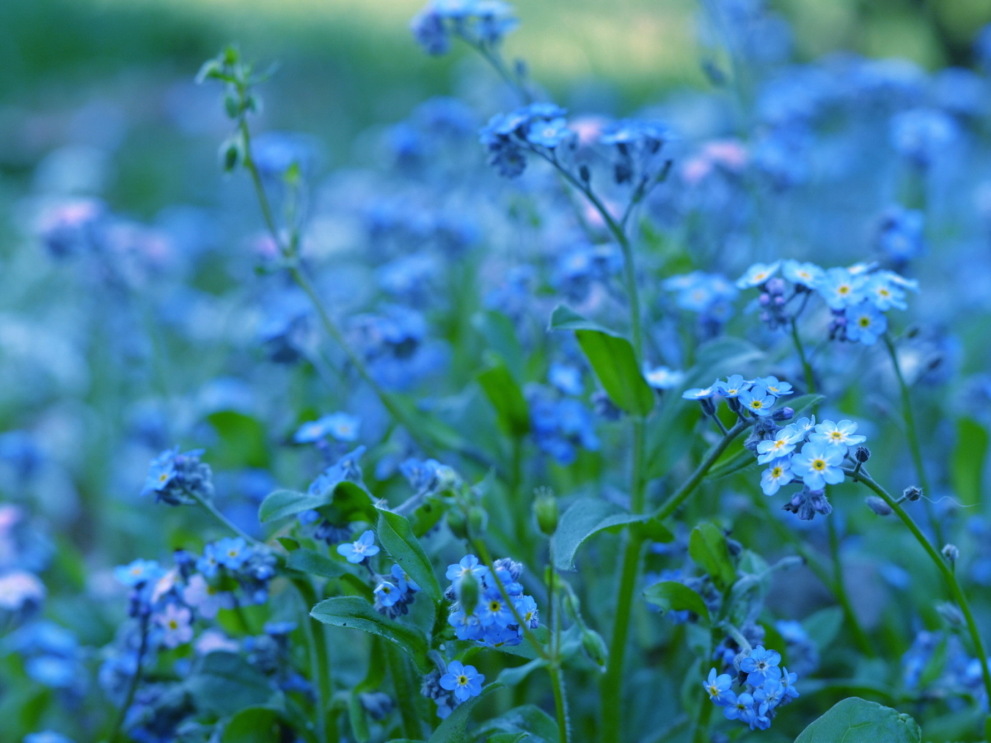 цветы, синие, пролески
