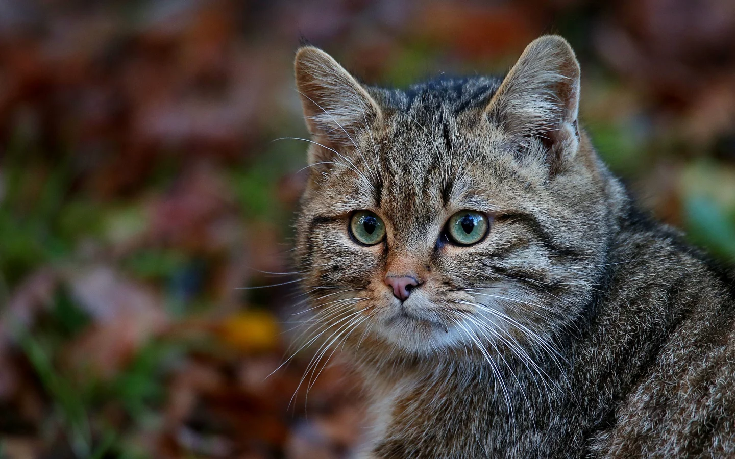 кот, взгляд, усы