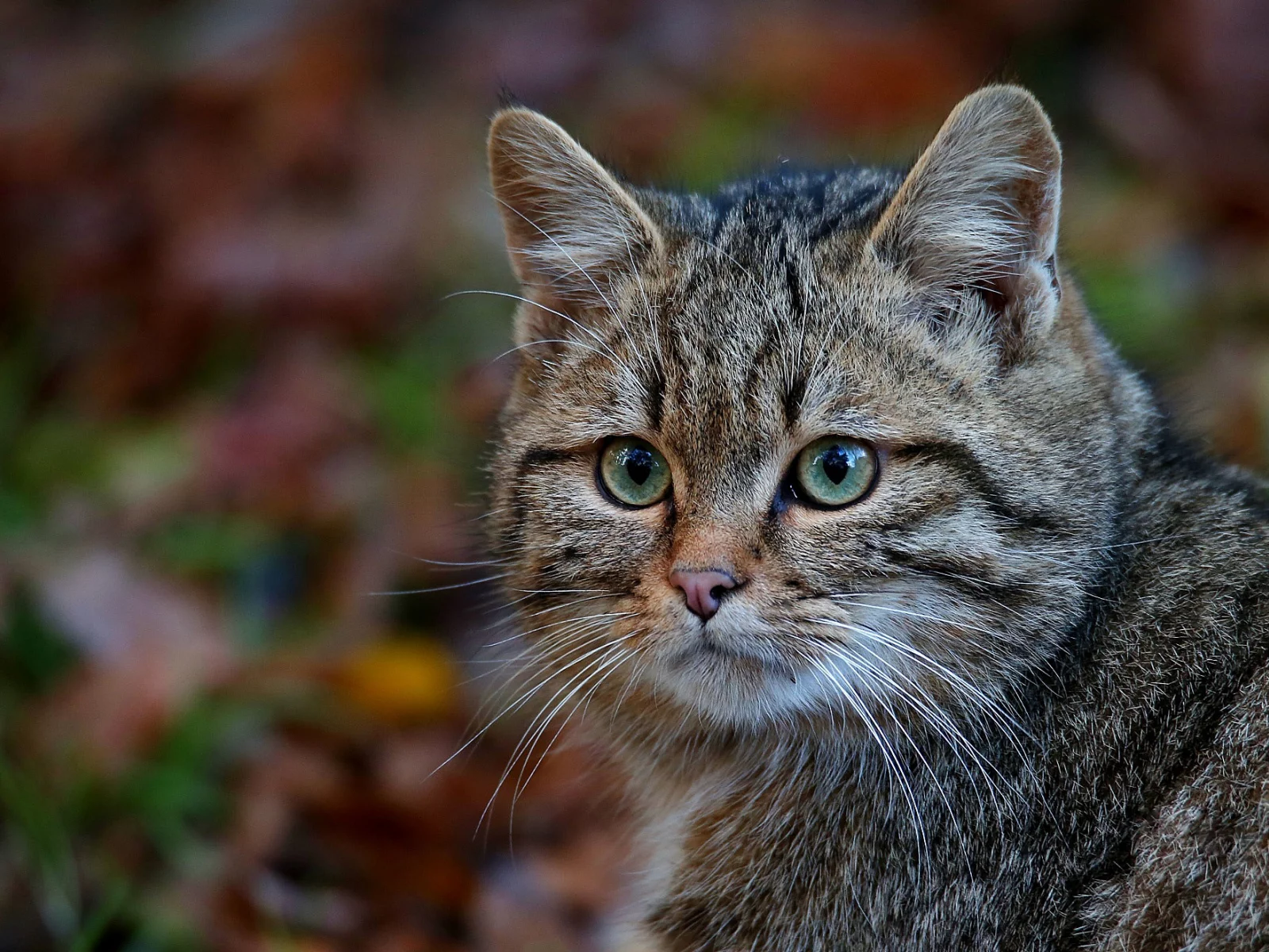 кот, взгляд, усы