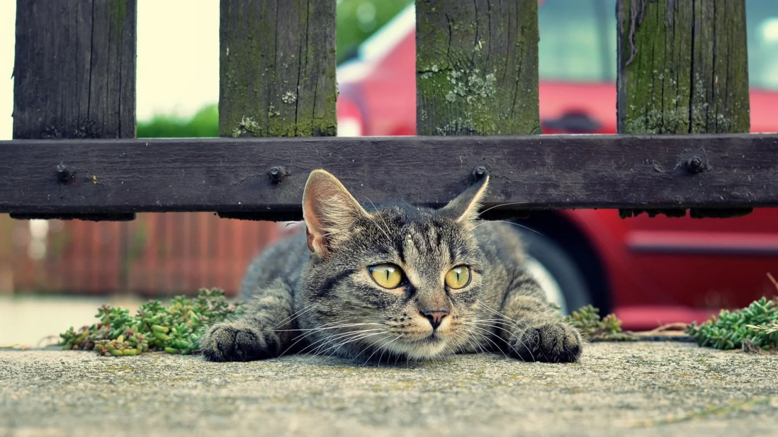 кошка, под забором