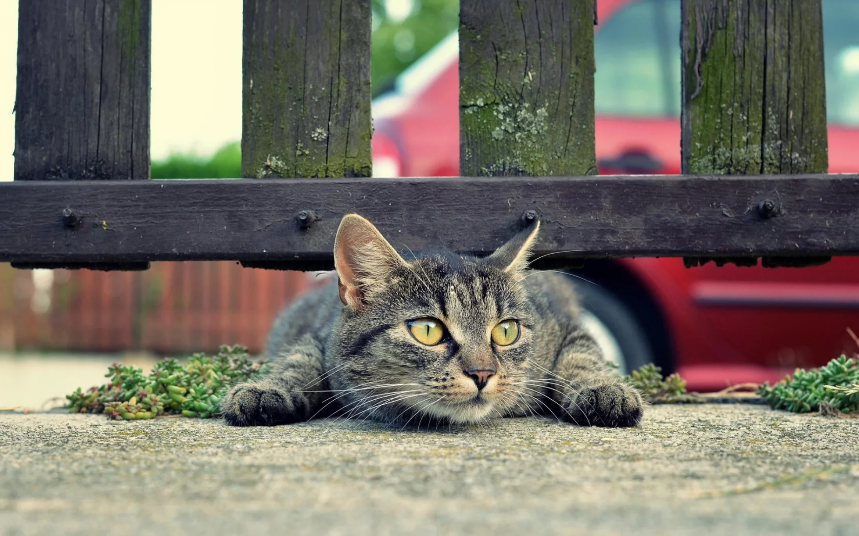 кошка, под забором