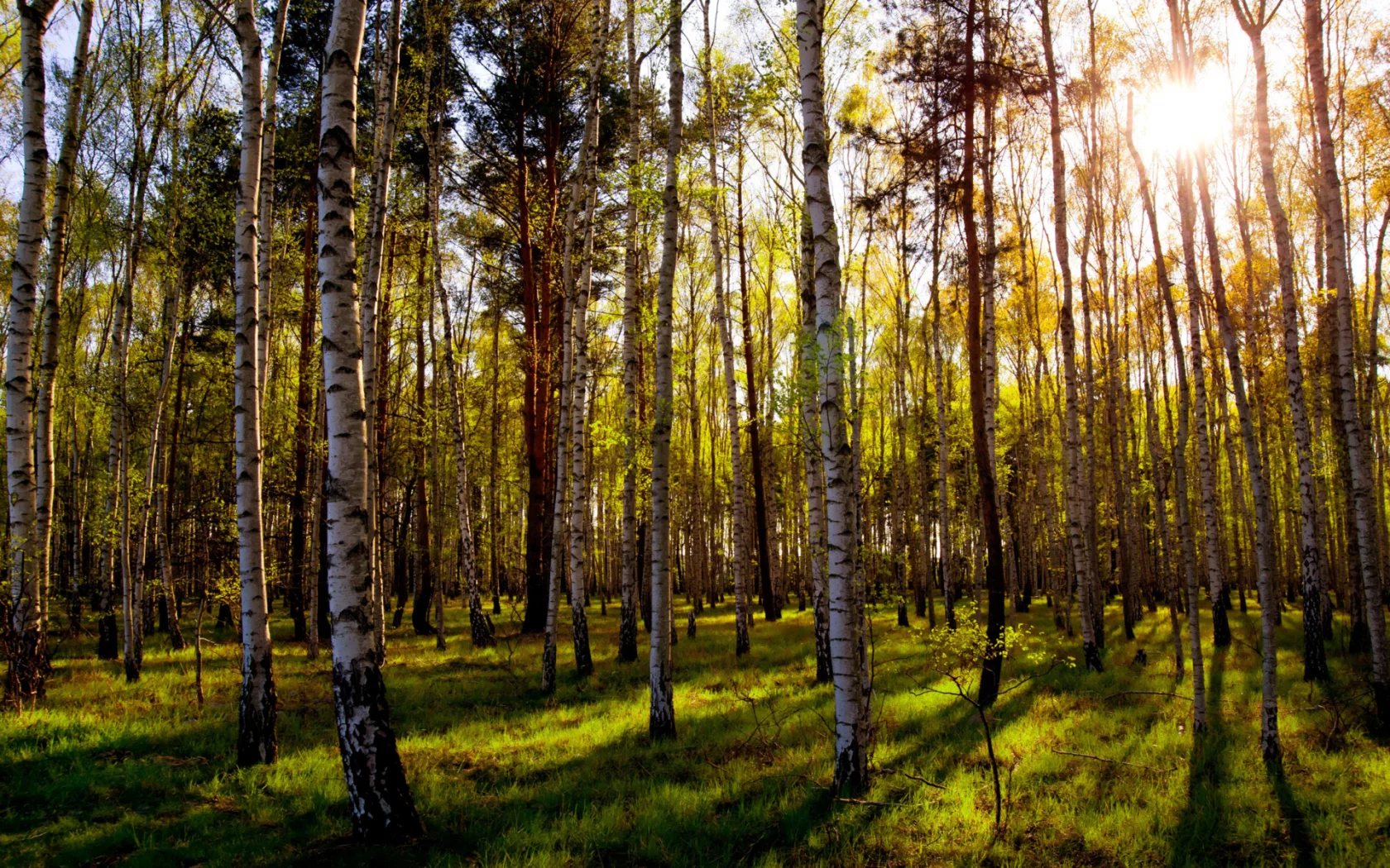 лес, деревья, день