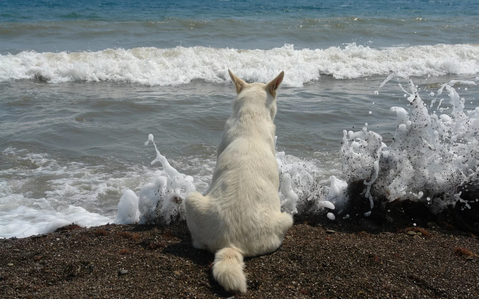 берег, море, волны, кот