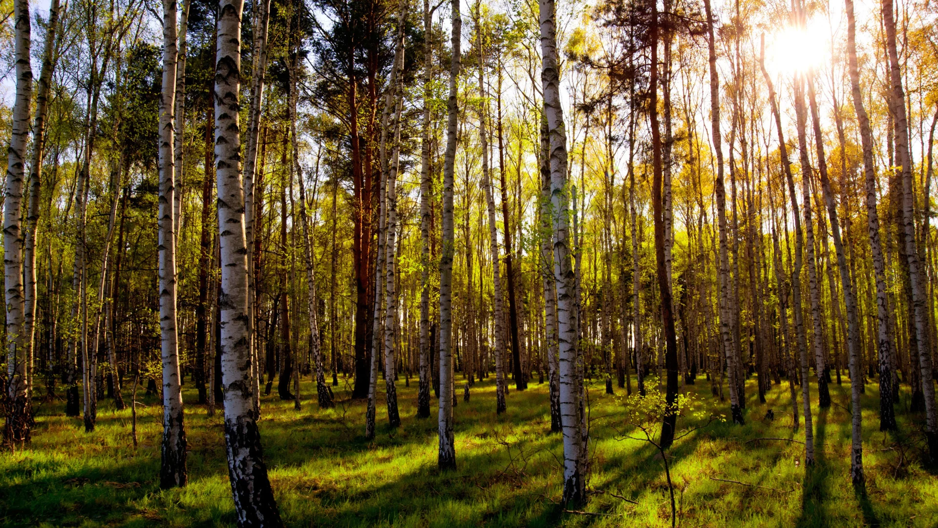 лес, деревья, день