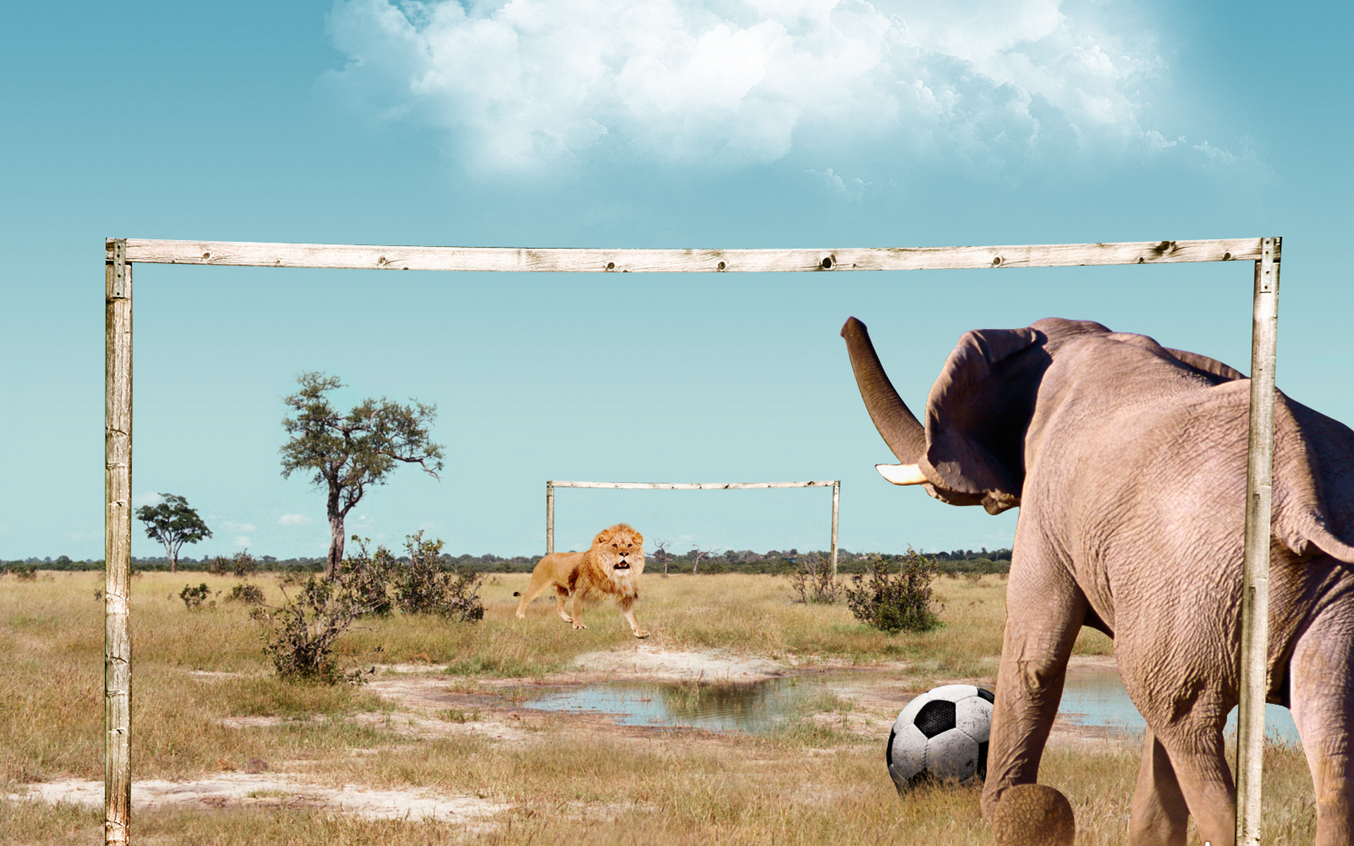 слон, лев, играют, футбол