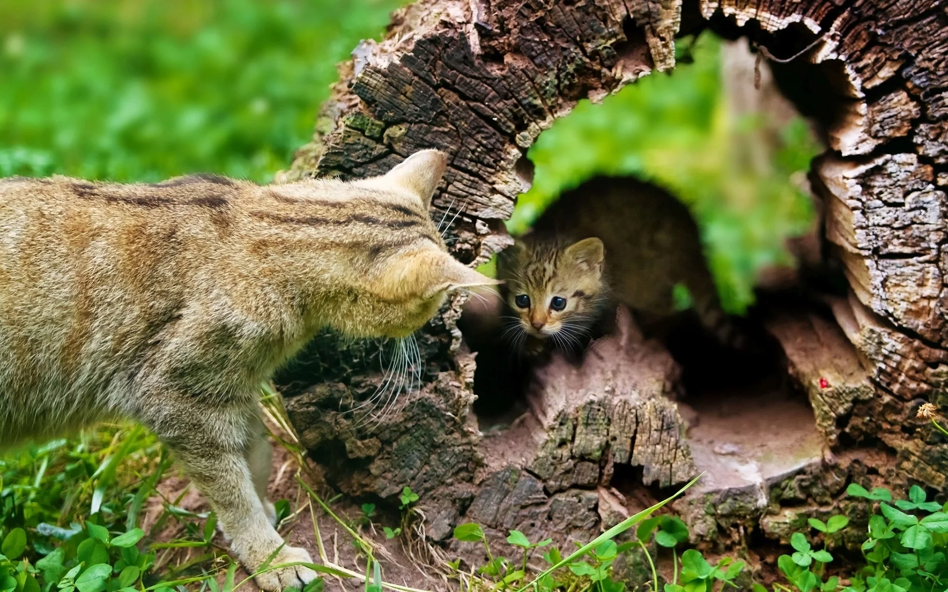 кот, бревно