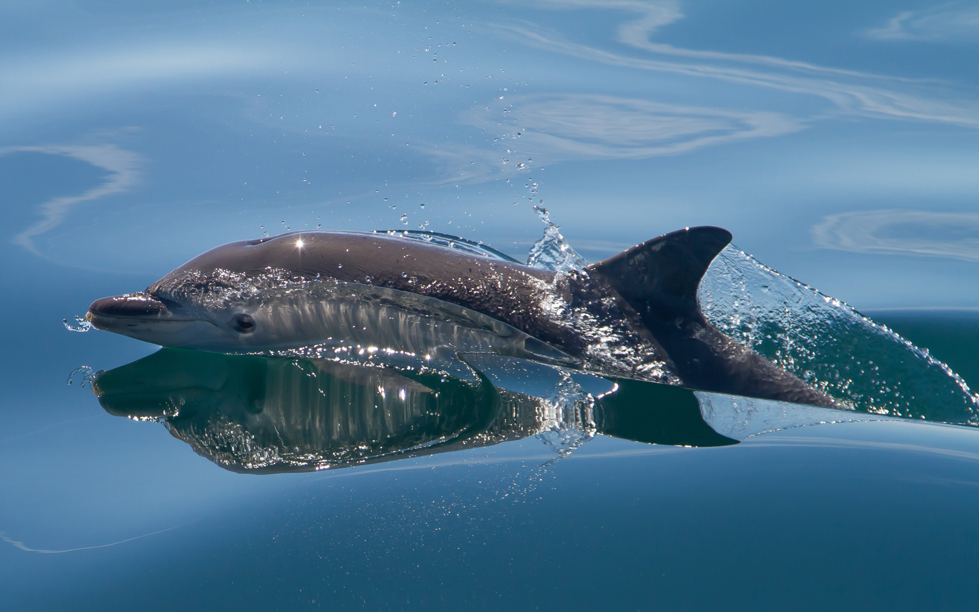 дельфин, вода
