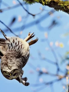 сова, ветка
