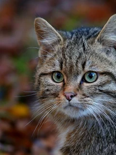 кот, взгляд, усы
