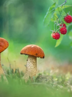 грибы, ягоды
