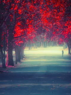 парк, деревья, аллея