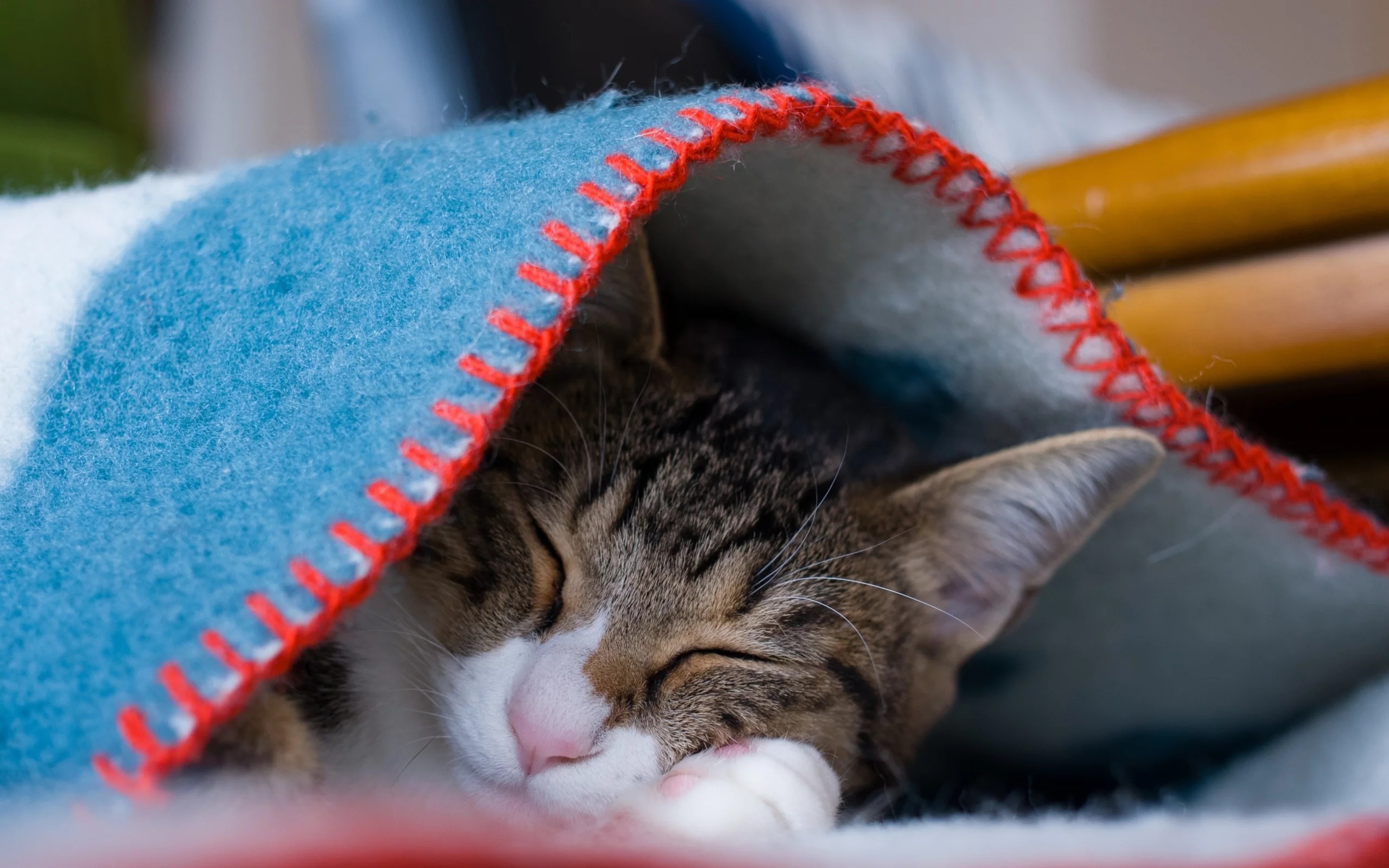 котенок, спит