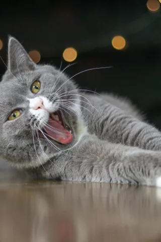кот, зевает