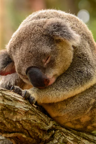 коала, дерево
