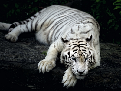 тигр, альбинос