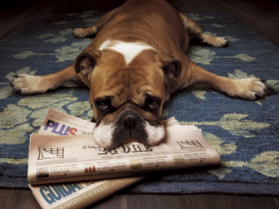 собака, газета, лежит