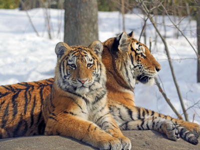 тигры, зима, снег