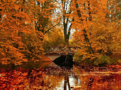 озеро, деревья, листопад, осень