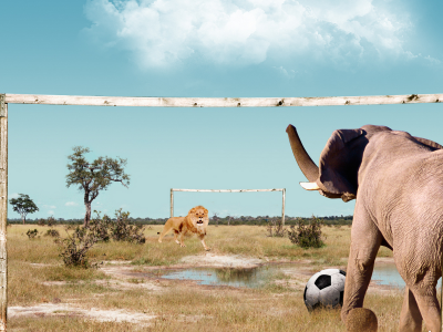 слон, лев, играют, футбол