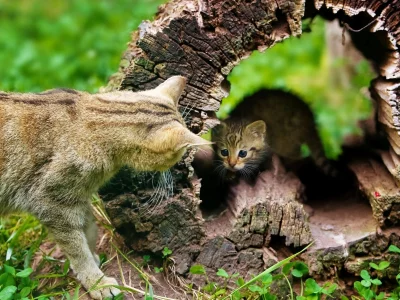 кот, бревно