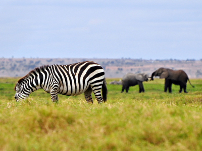 зебра, африка