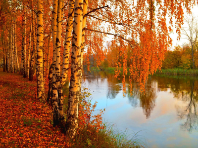 река, осень, берёзы, листопад